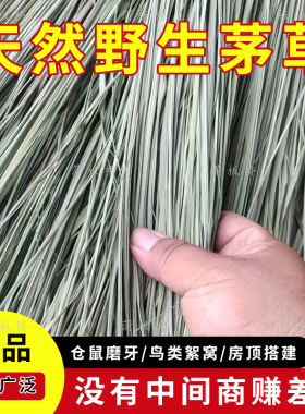 天然野生晒干油草茅草