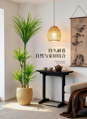 【小红书同款】高级龙血树盆栽