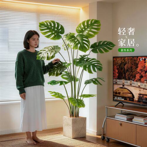 【卧室必入绿植】净化空气巨实用