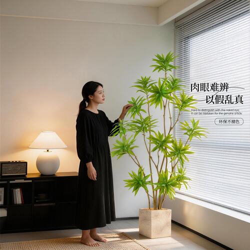 【室内造景王炸】新款百搭百合竹