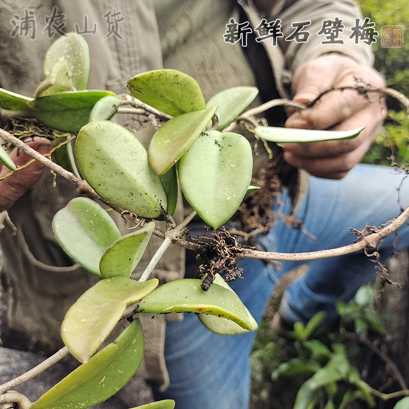 福建深山野中草药新鲜石壁梅绣球叶玉绣球兰蜡兰铁加杯500g包邮