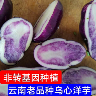 新鲜现挖乌心土豆农家自种紫色马铃薯洋芋非转基因蔬菜云南特产