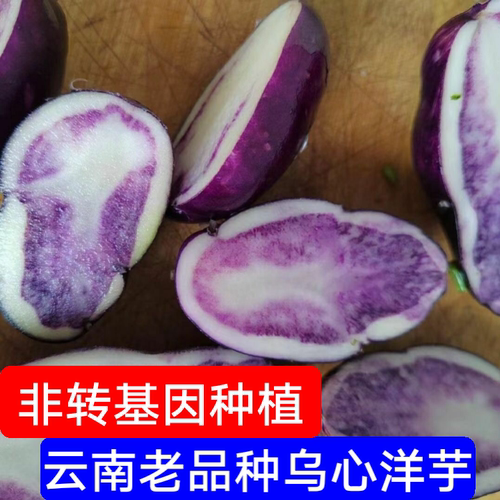 新鲜现挖乌心土豆农家自种紫色马铃薯洋芋非转基因蔬菜云南特产