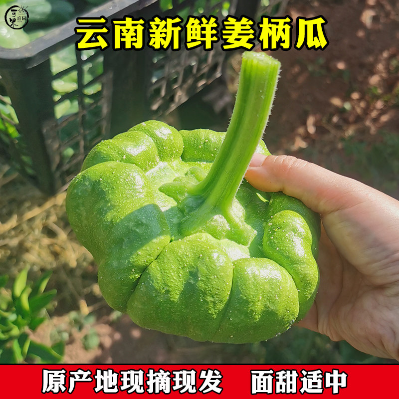 云南姜柄瓜小麦瓜姜饼瓜蔬菜嫩南瓜面瓜农家自种小绿瓜
