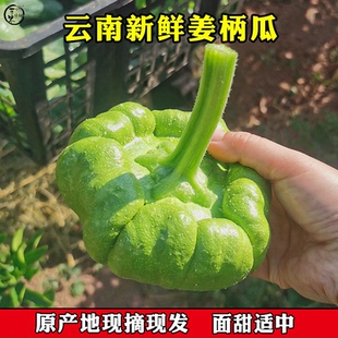 云南姜柄瓜小麦瓜姜饼瓜蔬菜嫩南瓜面瓜农家自种小绿瓜