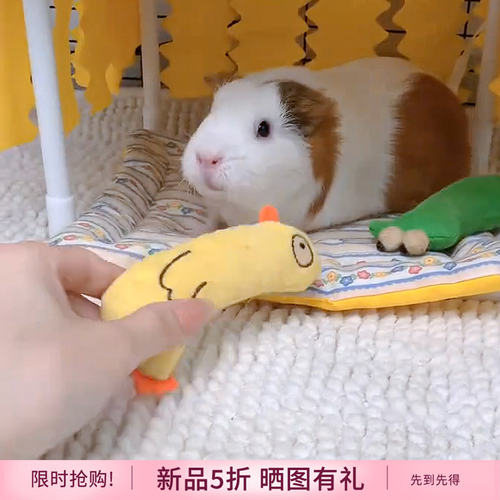 荷兰猪宠物解闷自嗨玩具可磨牙耐啃咬豚鼠仓鼠蜜袋鼬专用玩具用品