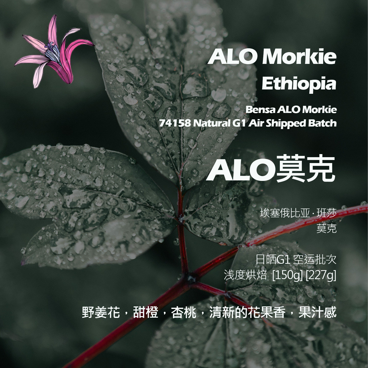 埃塞俄比亚班莎ALO莫克空运批次日晒手冲单品咖啡豆新鲜浅烘杏桃