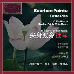 挂耳哥斯达黎加蒂薇莎庄园尖身波旁白蜜处理天然低因单品咖啡豆