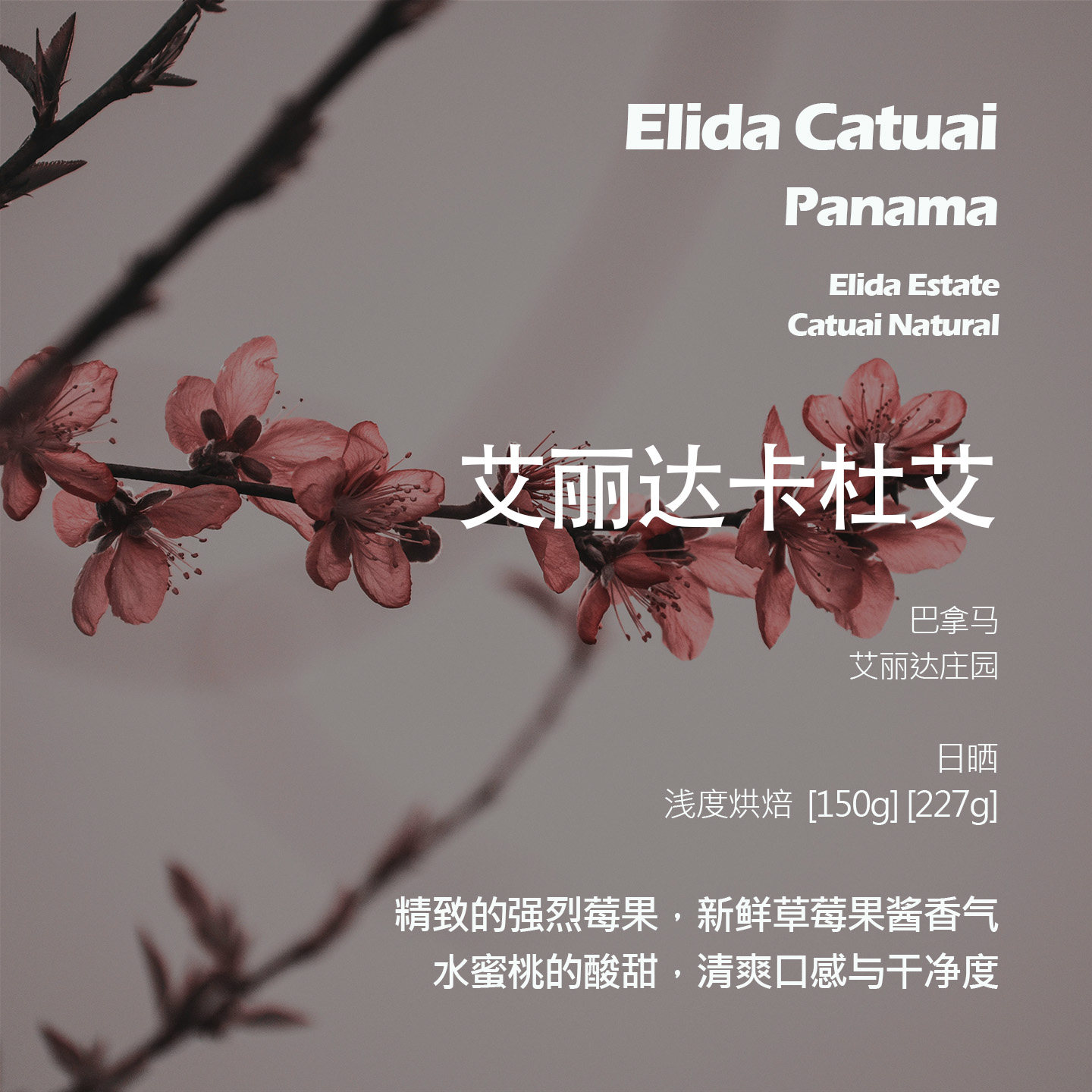 巴拿马艾丽达庄园卡杜艾日晒手冲单品咖啡豆浅烘新鲜草莓果酱香气
