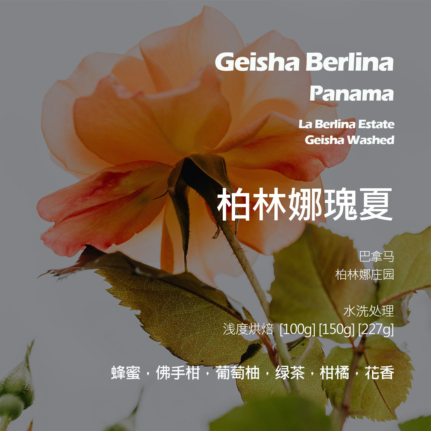 巴拿马柏林娜庄园瑰夏水洗手冲单品咖啡豆浅烘蜂蜜佛手柑葡萄柚