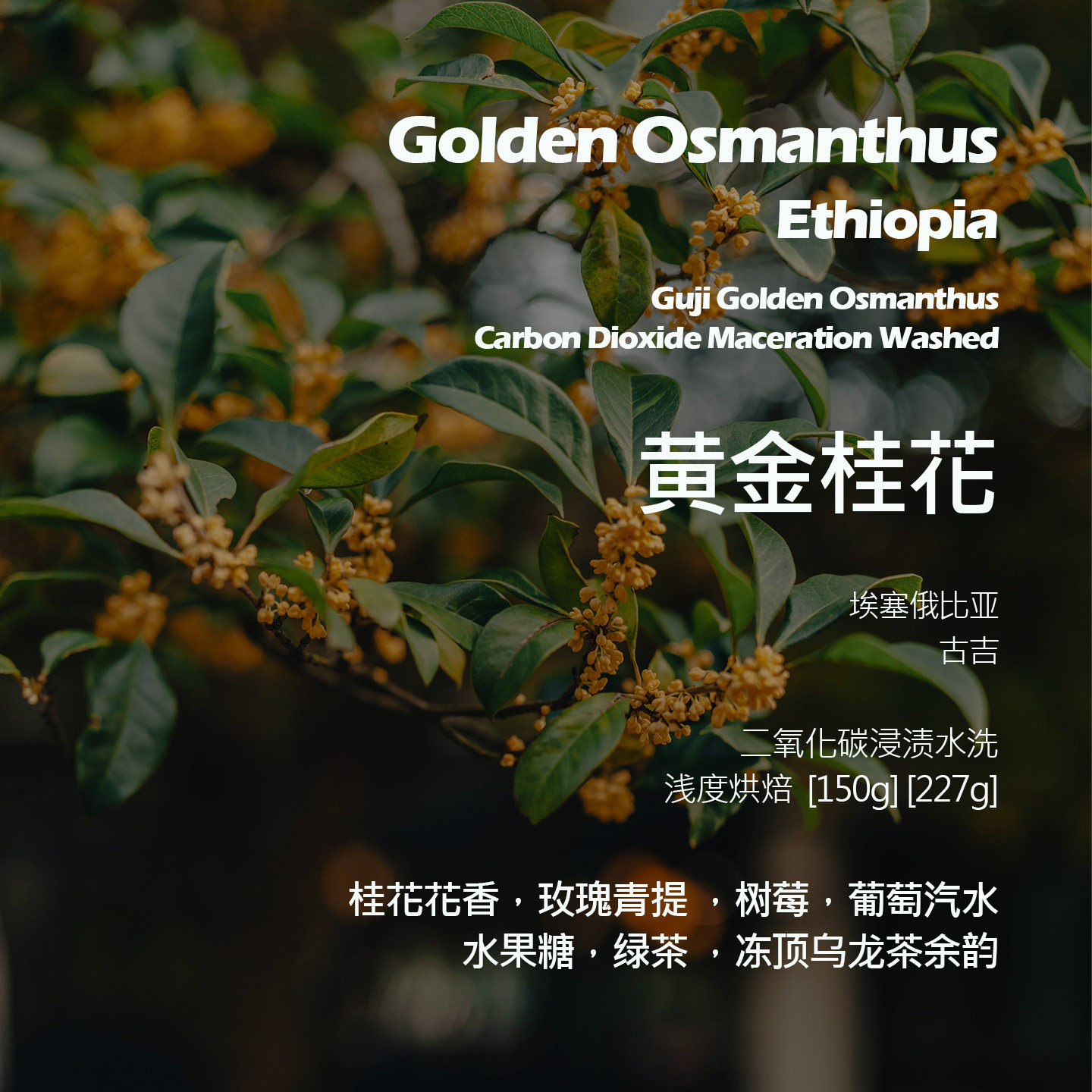 埃塞俄比亚古吉黄金桂花二氧化碳浸渍水洗手冲单品咖啡豆新鲜浅烘
