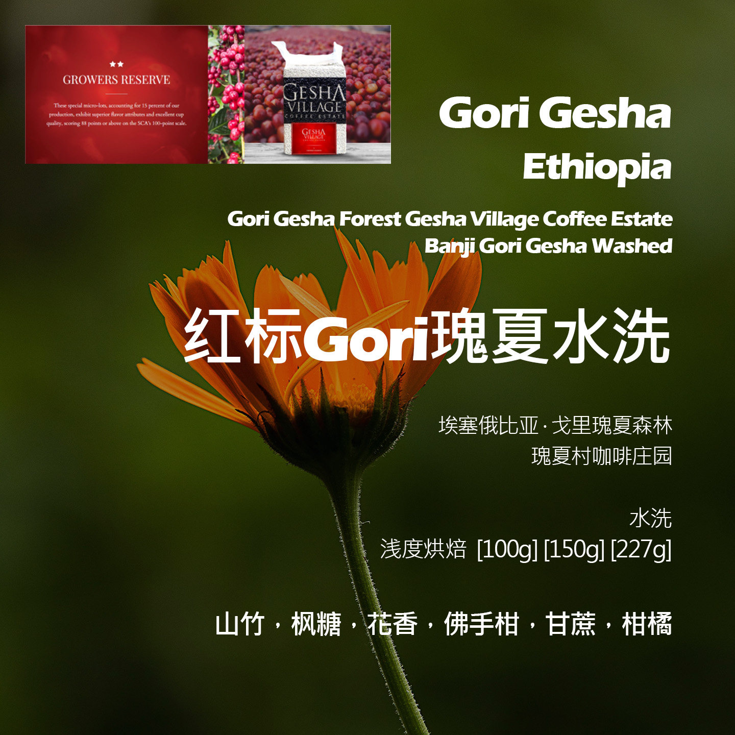 埃塞俄比亚瑰夏村红标GORI瑰夏水洗手冲单品咖啡豆浅烘山竹枫糖