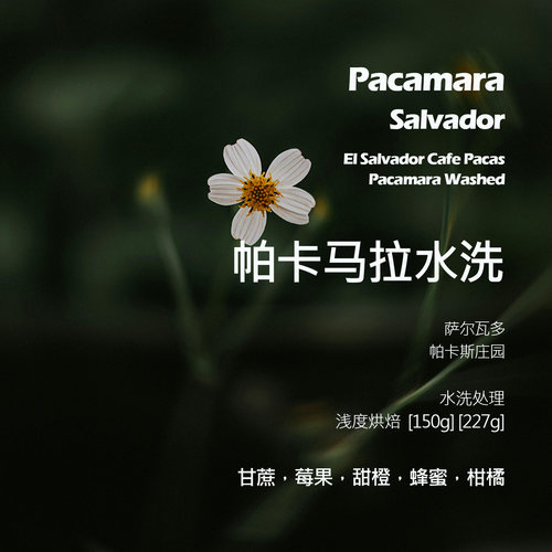 萨尔瓦多帕卡斯庄园帕卡马拉水洗手冲单品咖啡豆新鲜浅烘甘蔗莓果