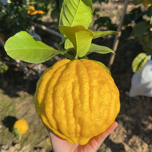 云南新鲜香橼闻香把玩食用摆件香橼果佛手柑搭配清供拜佛观赏香橼