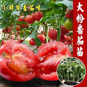 大粉番茄苗西红柿苗大粉大红番茄秧苗四季阳台盆栽蔬菜苗带土