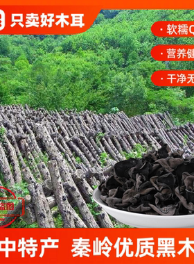 陕西特产汉中留坝手选黑木耳新货干木耳秦巴山区特产农家自产自销