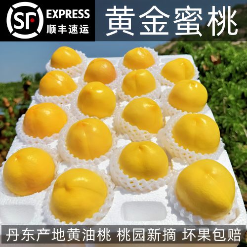 正宗黄金蜜桃黄油桃核心产区现摘