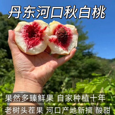 新鲜丹东河口秋白桃酸甜小毛桃离核新鲜银白桃果园直发新摘毛桃