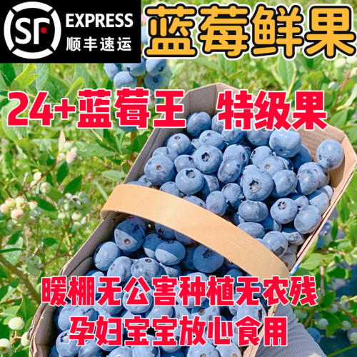 新鲜蓝莓鲜果宝宝蓝莓新摘丹东