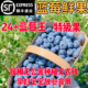 顺丰 包邮 丹东蓝莓鲜果新鲜高端水果当季 蓝梅高山怡颗孕妇宝宝整箱