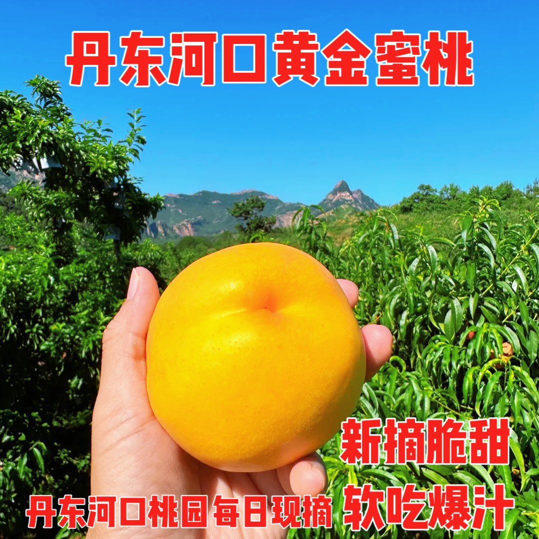 丹东河口黄金蜜桃芒果桃黄油桃黄肉应季桃孕妇时令甜黄油桃大果图片