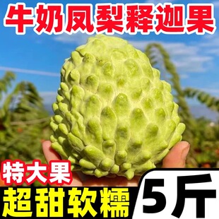 云南凤梨释迦果新鲜佛头果番荔枝5斤当季水果超甜大果林檎果摩尼