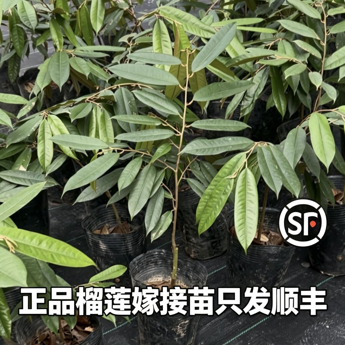 只发顺丰正品榴莲树苗盆栽地栽进口大果金枕头猫山带土带叶发货