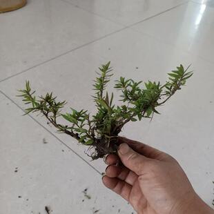 水杨梅水培鱼缸造景水陆水培植物水草培根老桩 盆栽净化懒人植物