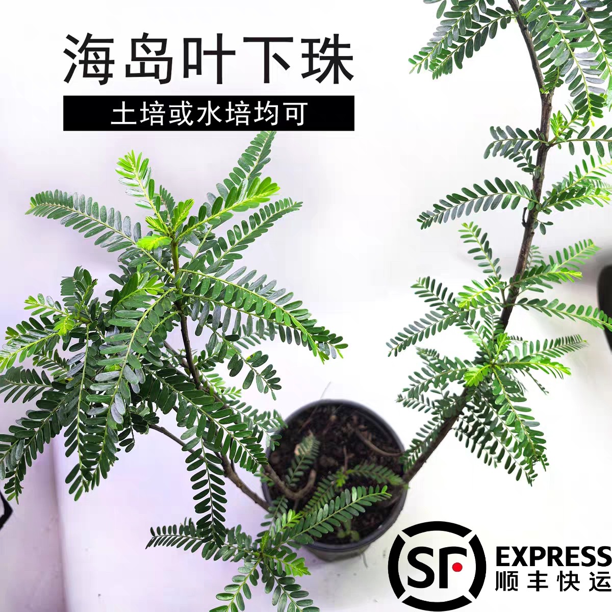 海岛叶下珠绿植精品造景优美鱼缸龟缸绿植装饰精品