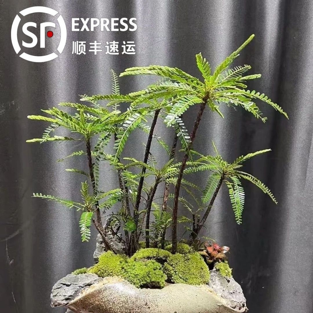 精品海岛叶下珠裸根苗绿植室内外鱼缸龟缸造景优美