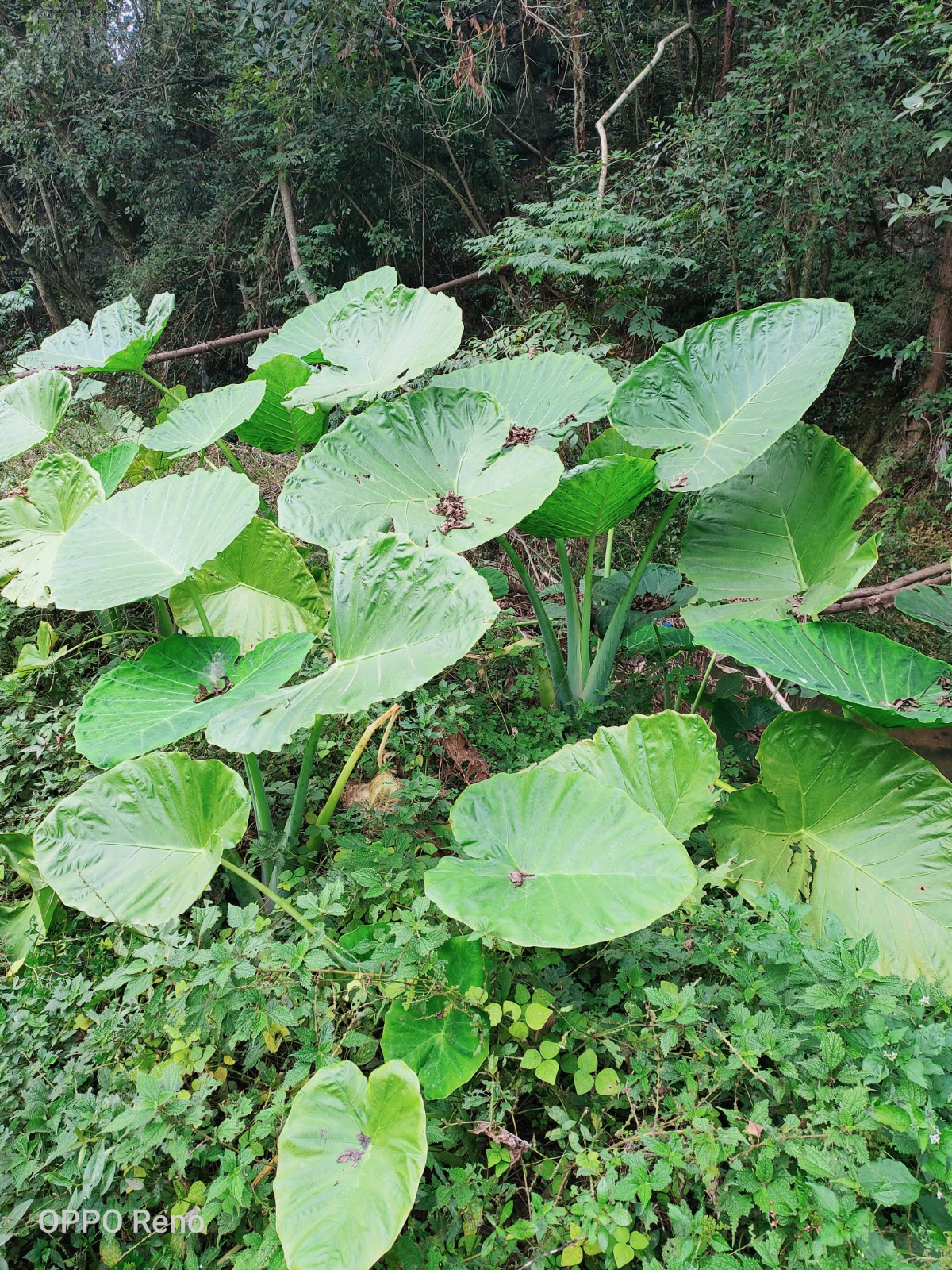 大野芋 象耳芋 巨型大白海芋 野生大型绿植白海芋种苗一株