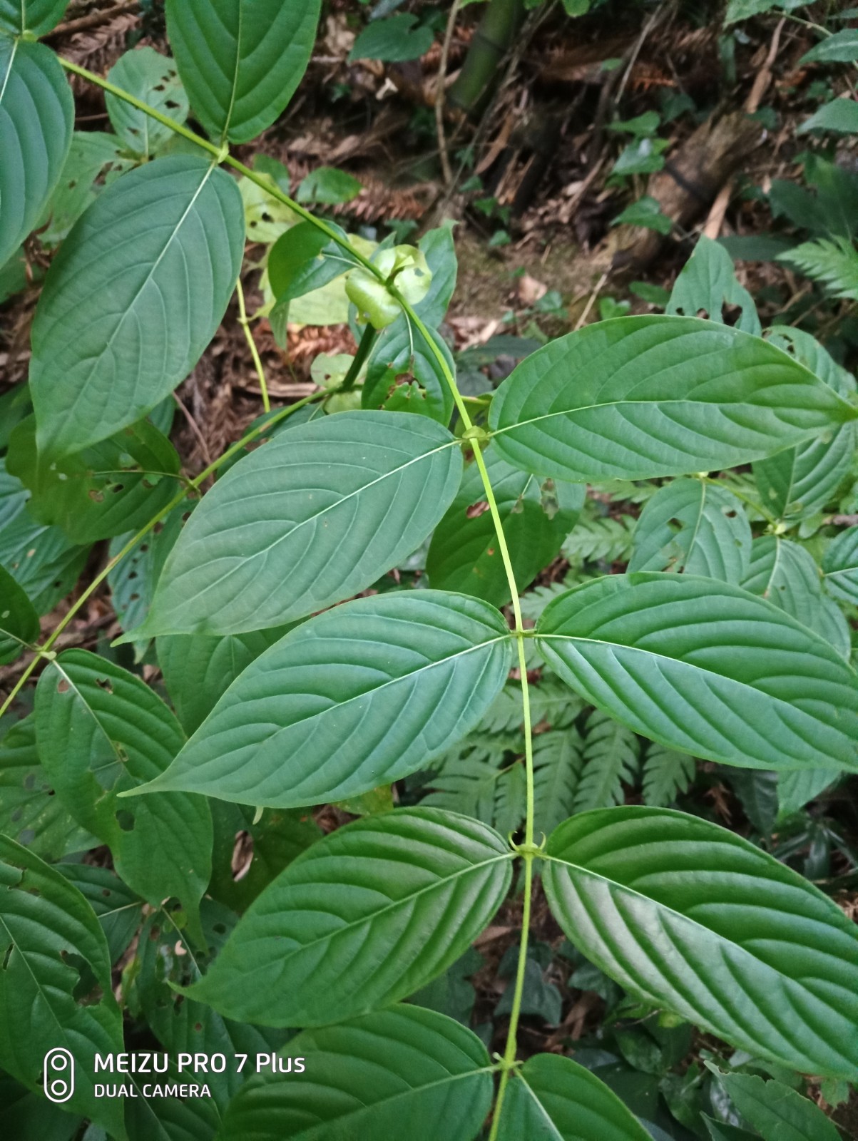 勾藤、藤钩子、钓钩藤、莺爪风、金钩藤、倒挂金钩、勾藤种苗一株
