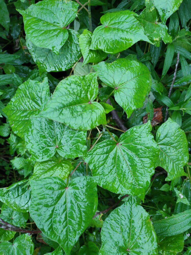 金荞麦苦荞麦铁拳头金锁银开荞麦三七种苗一苗