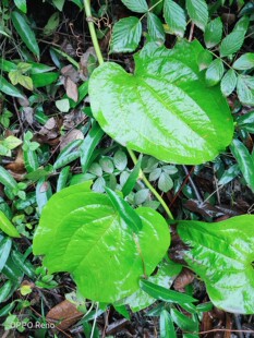 粉菝葜,铁菱角、饭巴坨、冷饭巴、金刚藤头 菝葜种苗一株