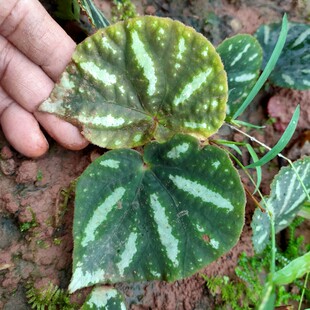 北越秋海棠 水陆缸雨林缸微景观植物秋海棠绿植 北越秋海棠一株