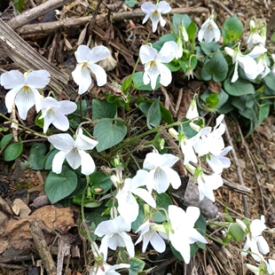 堇菜，白花地丁，堇菜种苗一苗