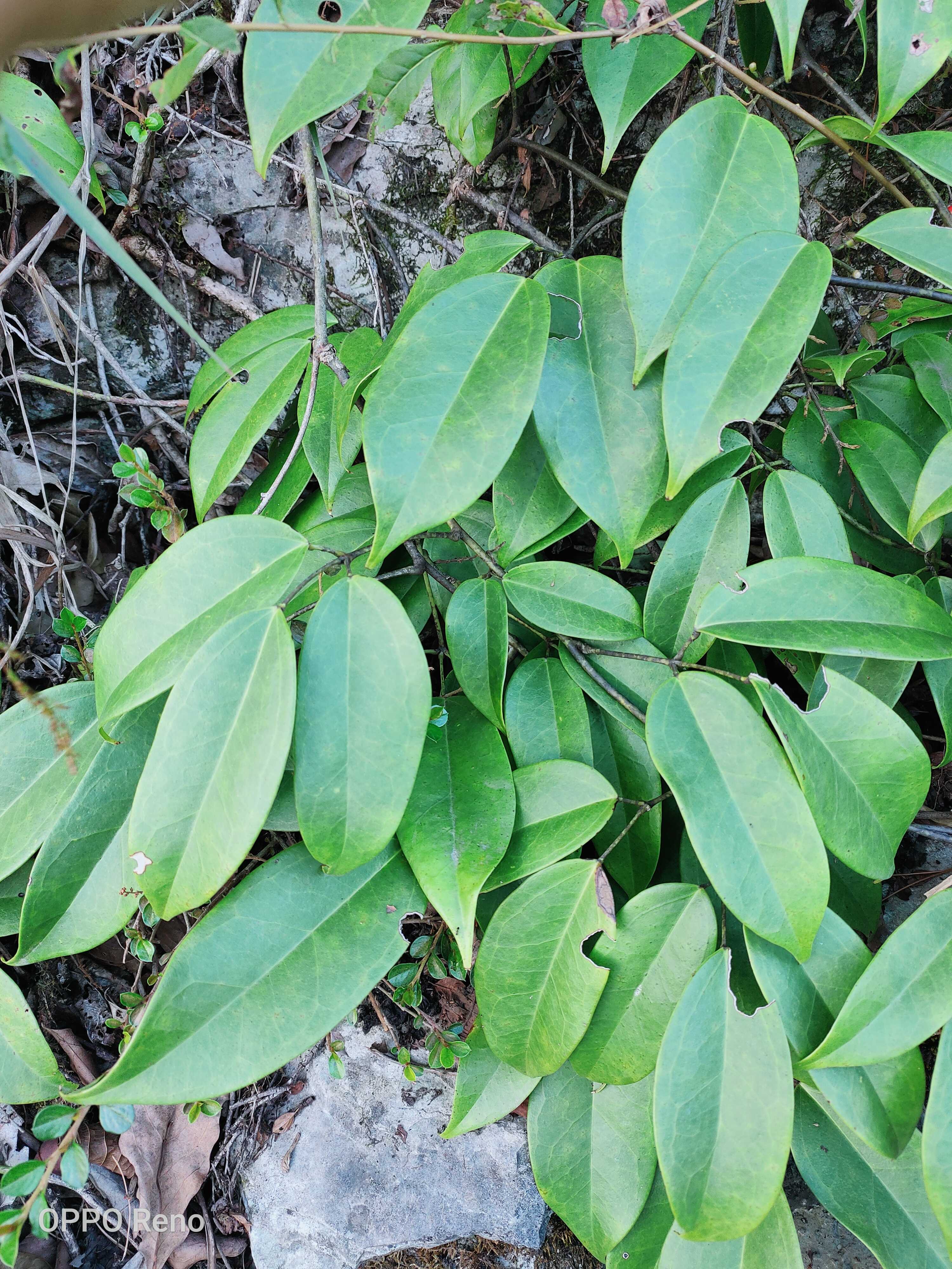鹰爪枫，破骨风 大叶青藤、山爪藤，鹰爪枫种苗一株