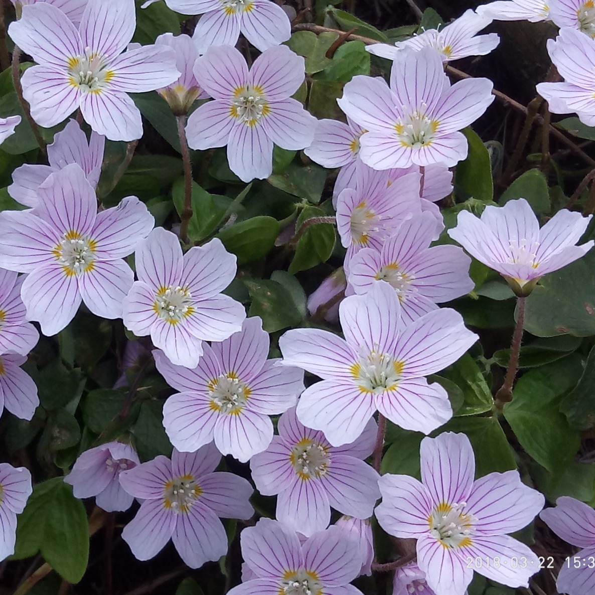 山醡浆草，种苗一苗