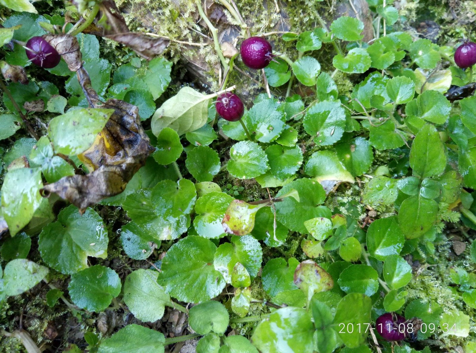 铜锤玉带草,地钮子,地茄子,铜锤玉带草 种苗一苗