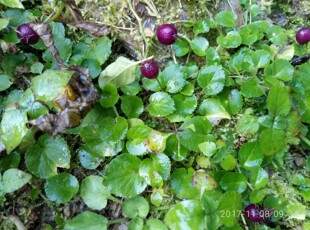 铜锤玉带草，地钮子、地茄子、铜锤玉带草 种苗一苗