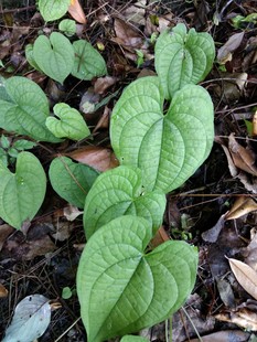 黄独 黄药、山慈姑、零余子薯蓣、零余薯、黄药子、黄独种苗一株
