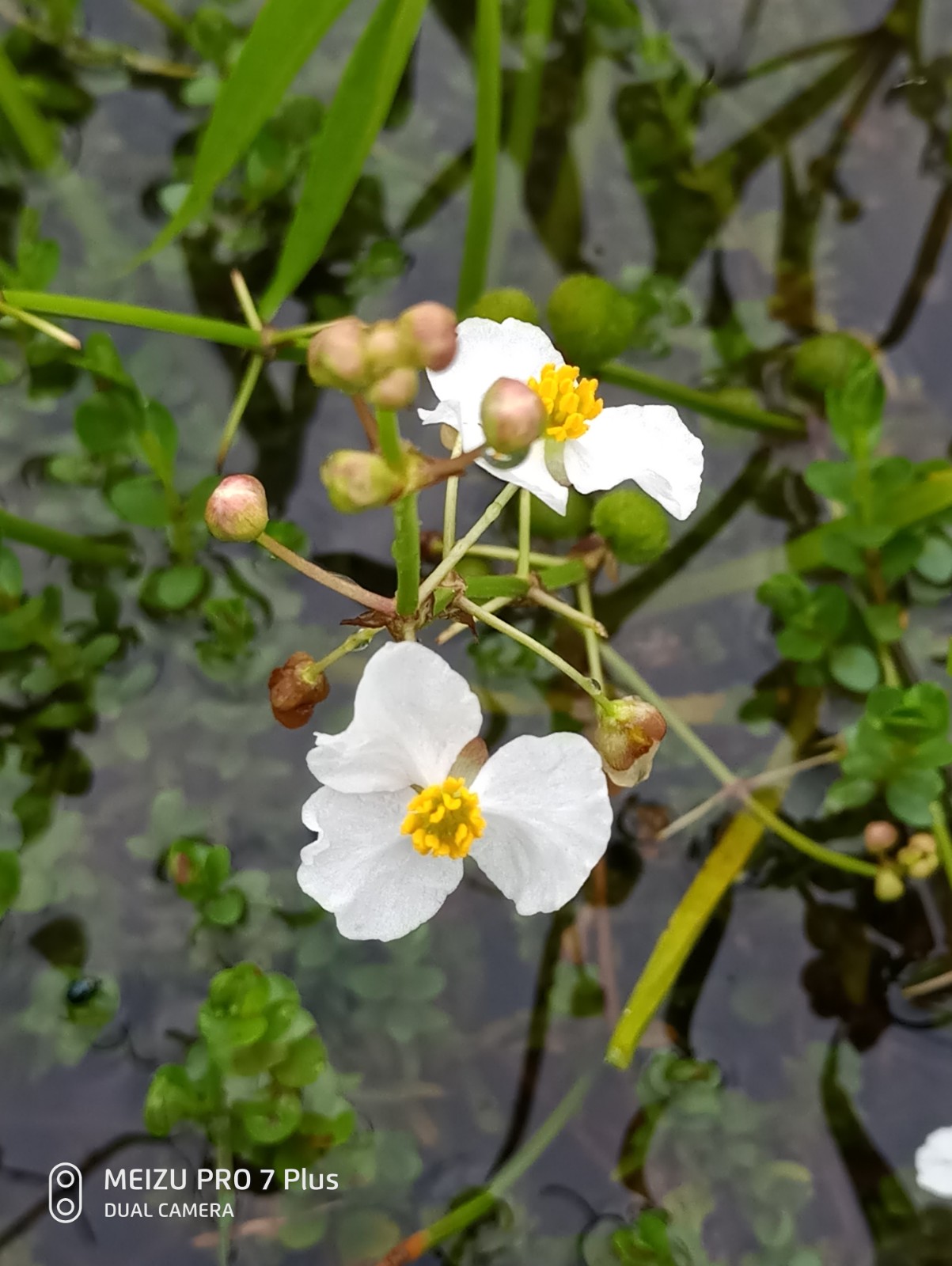 野慈姑 慈姑，水慈姑，狭叶慈姑，三脚剪，水慈姑种苗一苗