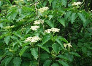 灯台树,灯台种苗一苗药材种苗