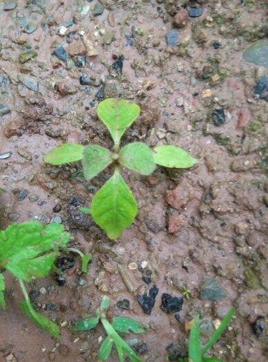 川牛膝，白牛膝、肉牛膝 药用牛夕种苗一苗，带少量土发货