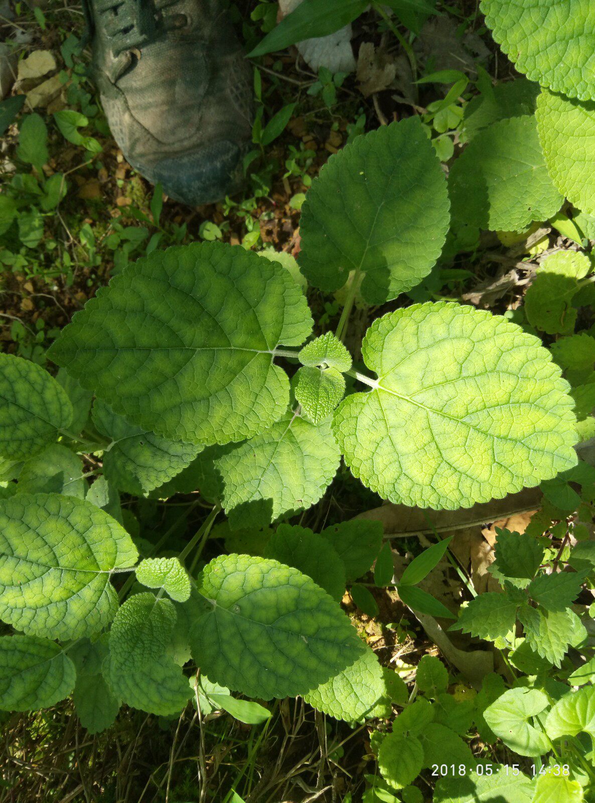 糙苏 大叶糙苏,山苏子 续断[宁夏],山芝麻 糙苏种苗一株
