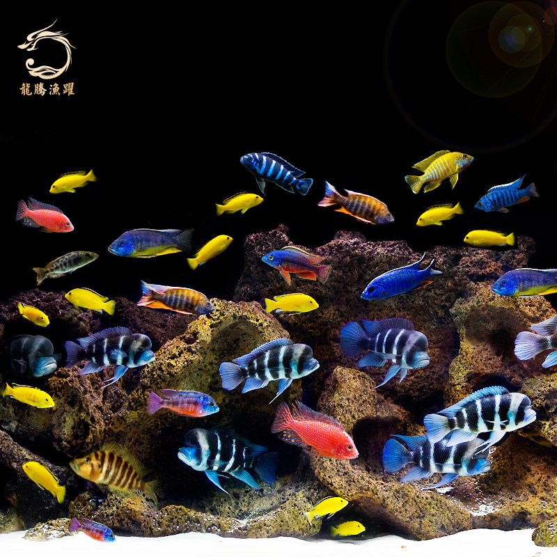 进口三湖慈鲷马鲷热带观赏鱼活体孔雀套餐埃及艳后火鸟皇帝火焰红|msdalam kategori haiwan peliharaan/makanan haiwan dan bekalan, Aquarium World, ikan - dari Buy2taobao.com untuk memberikan perkhidmatan ejen Taobao profesional membeli