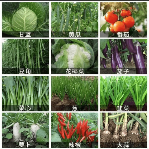 撒施型清病菌颗粒防病害壮苗生根增产瓜果蔬菜大田作物通用颗粒剂