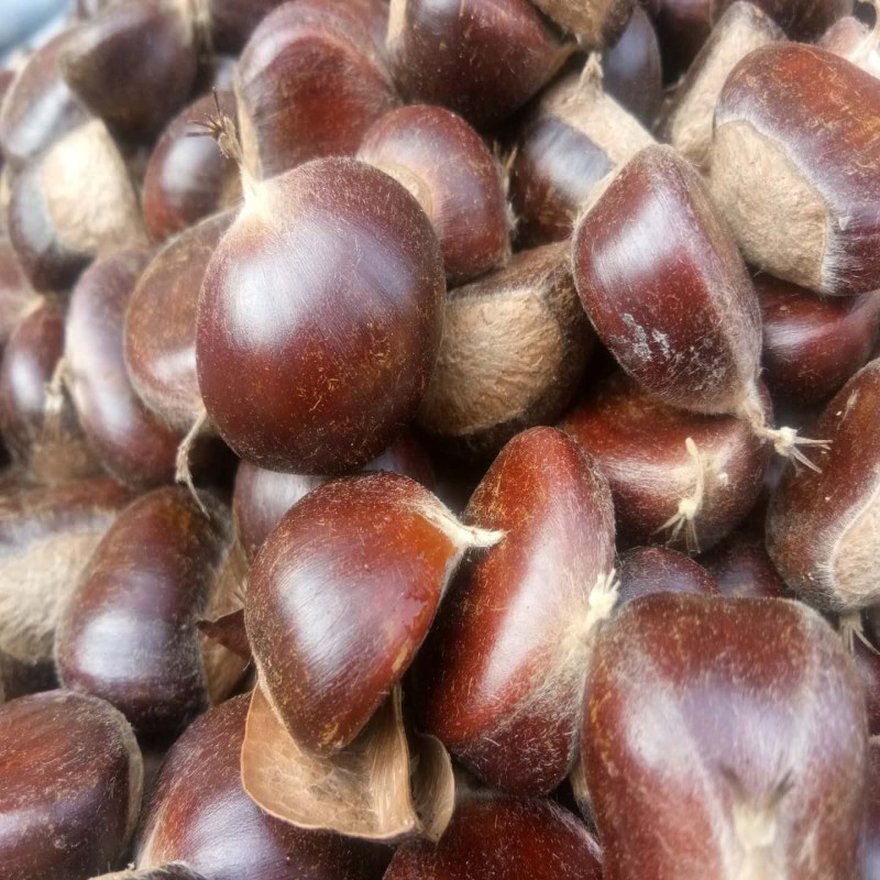 2025新鲜良乡新鲜板栗天津特产软糯香甜生栗子迁西甘甜锥栗