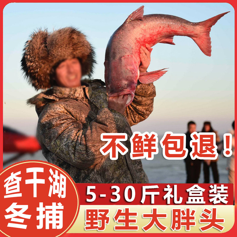 查干湖鱼淡水鱼冬捕胖头鱼东北大鱼查干湖胖头鱼花鲢鱼整条礼盒装