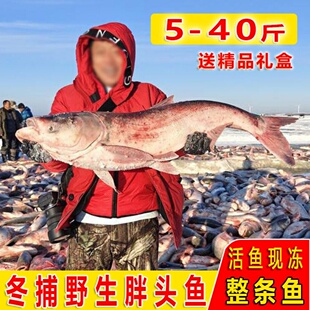 东北大鱼冬捕胖头鱼大鱼花鲢鱼鳙鱼淡水胖头鱼礼盒
